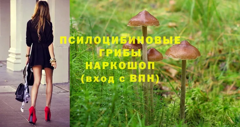 Псилоцибиновые грибы Psilocybine cubensis  Горнозаводск 